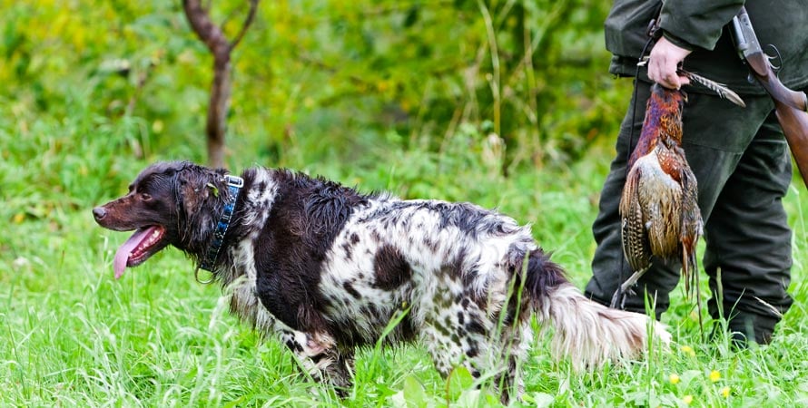 Addestramento-cane-beccaccia