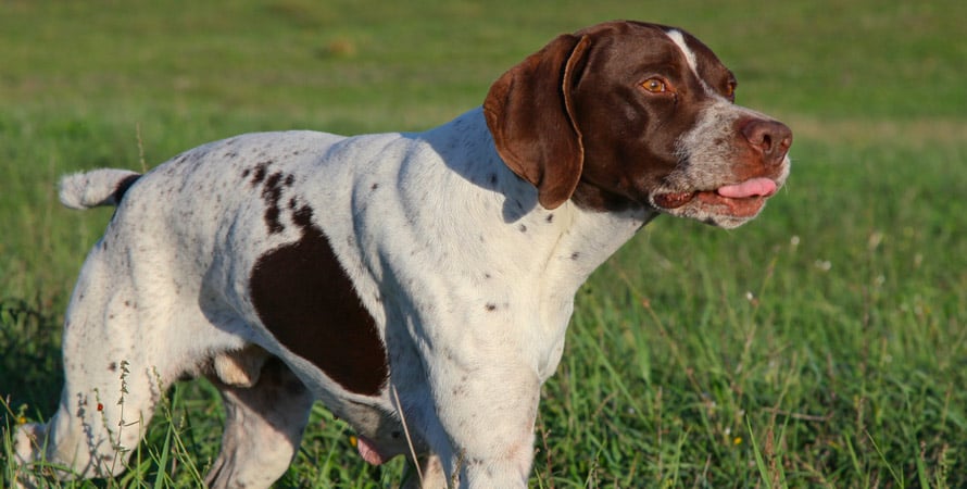 Cacciare La Beccaccia Con I Cani Da Ferma: Cosa Bisogna Sapere