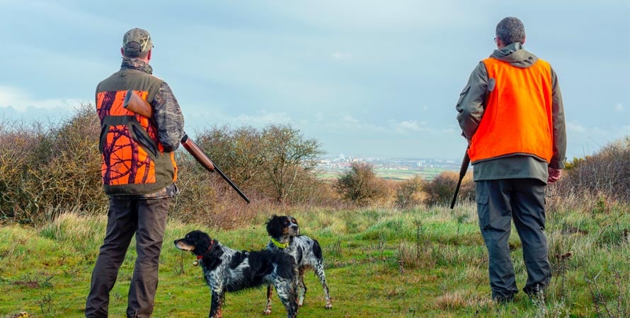 Cacciare La Beccaccia Con I Cani Da Ferma: Cosa Bisogna Sapere