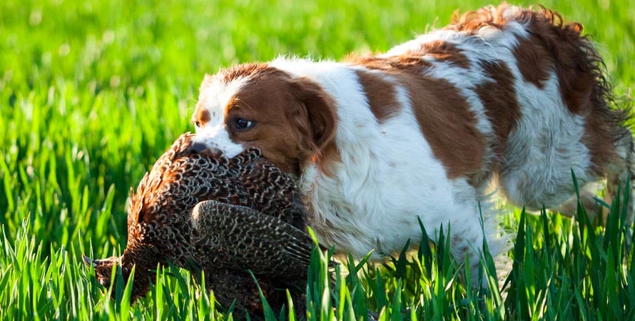 Epagneul-Breton-Cane-Da-Caccia