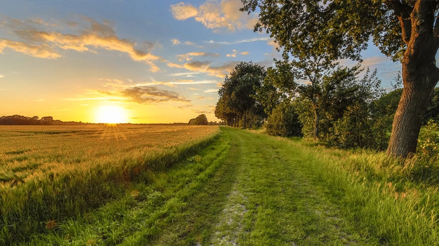 Field-Where-To-Hunt-Doves