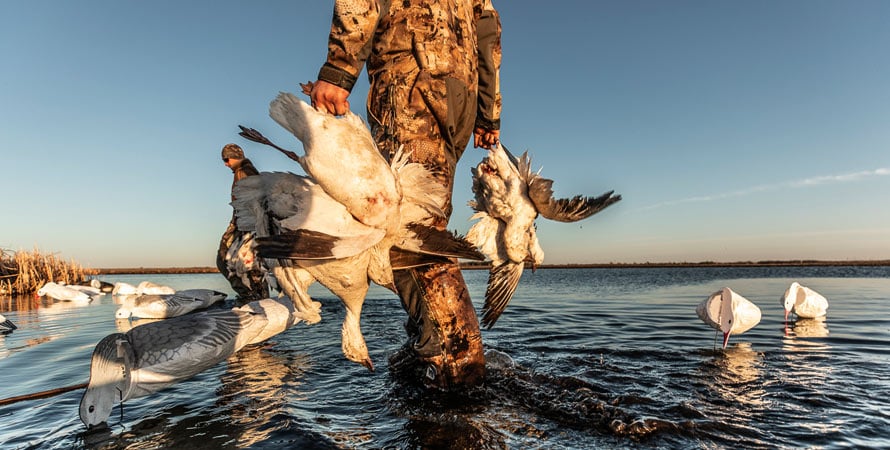 Geese-Hunting-Water