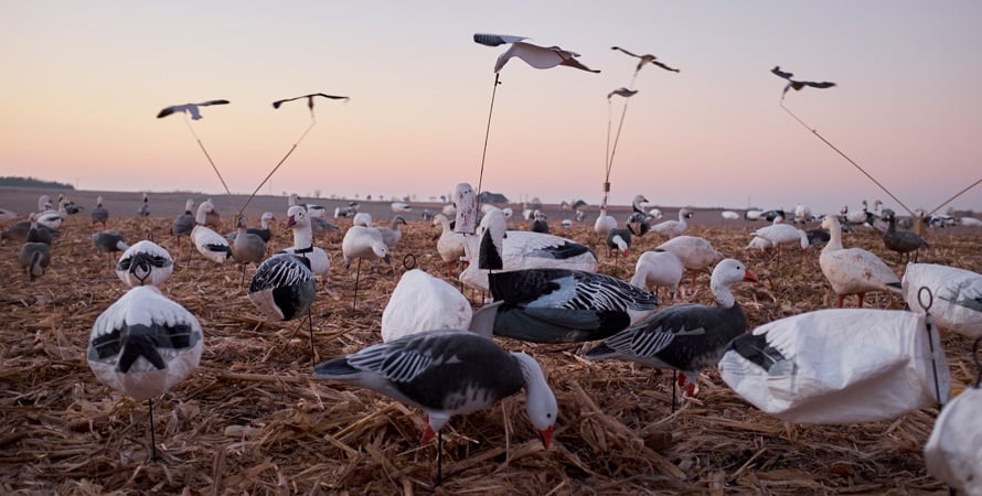 Goose-Hunting-Decoys