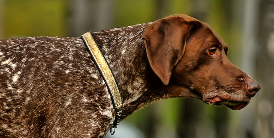 Cacciare La Beccaccia Con I Cani Da Ferma: Cosa Bisogna Sapere