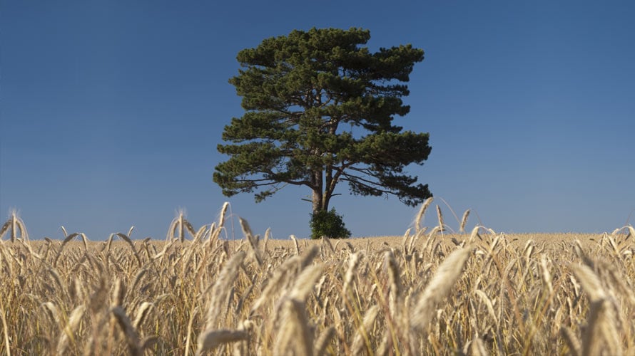 Lone-Tree-Grain-Field