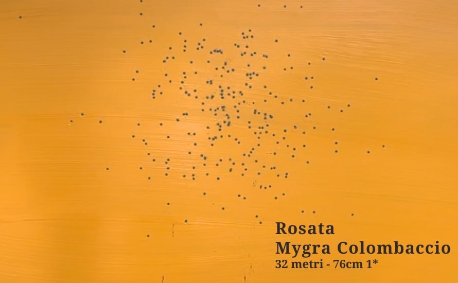 Mygra-Colombaccio-rosata-32