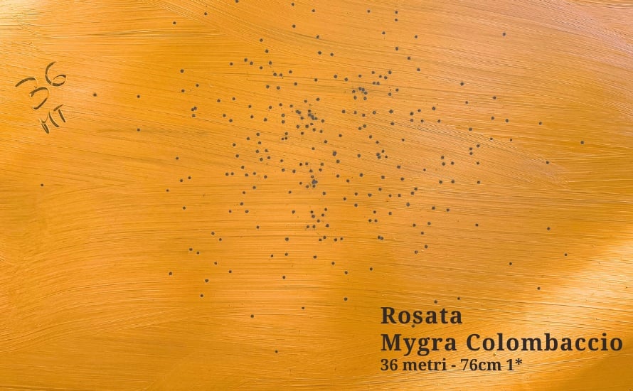 Mygra-Colombaccio-rosata-36