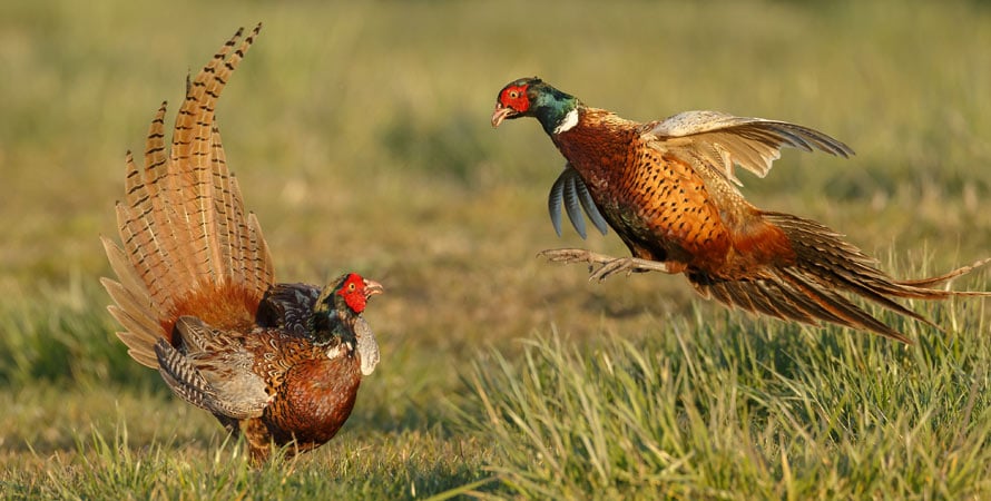 Pheasant-Hunting-America-Game
