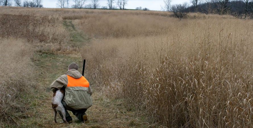 Pheasant-Hunting-With-Dog