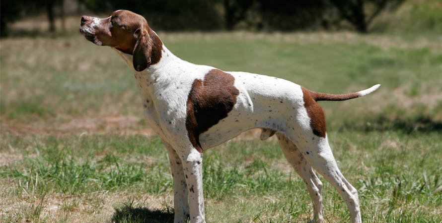 Cacciare La Beccaccia Con I Cani Da Ferma: Cosa Bisogna Sapere