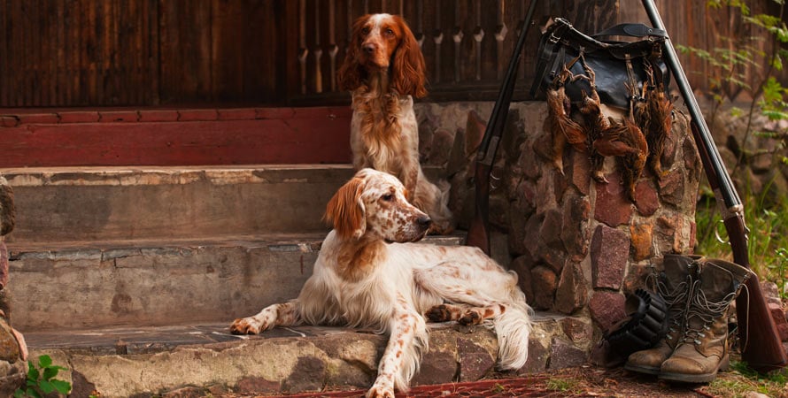 Cacciare La Beccaccia Con I Cani Da Ferma: Cosa Bisogna Sapere