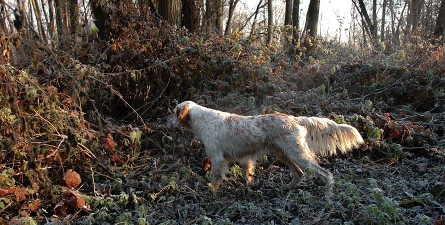 Shells-For-Woodcock-Hunting