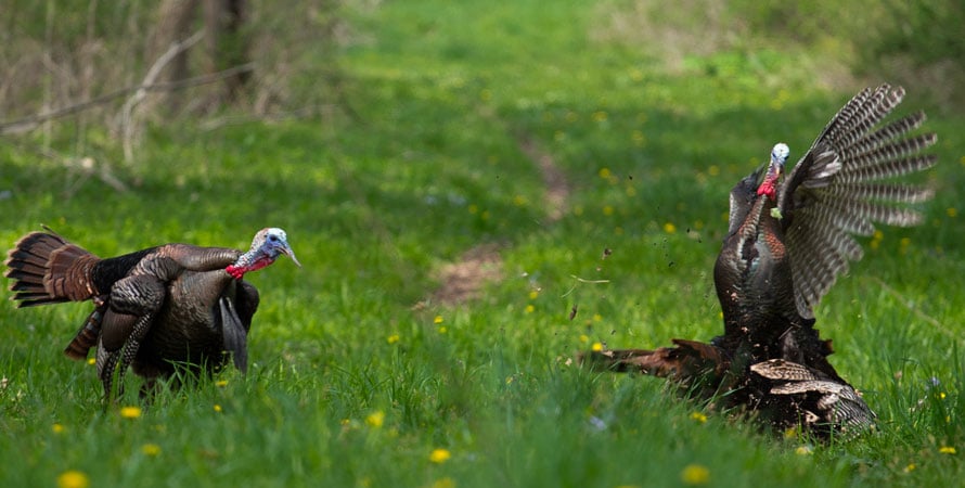 Turkeys-Hunting