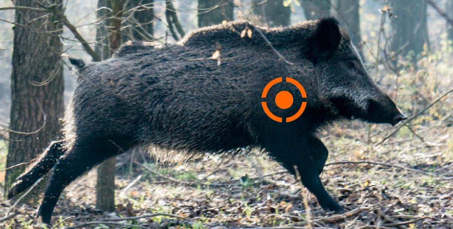 Where-to-shoot-a-wild-boar-for-a-quick-kill