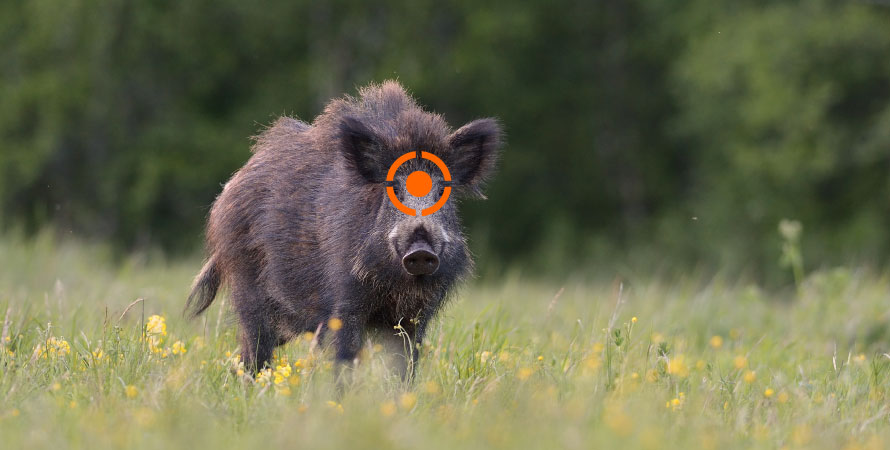 Where-to-shoot-a-wild-boar