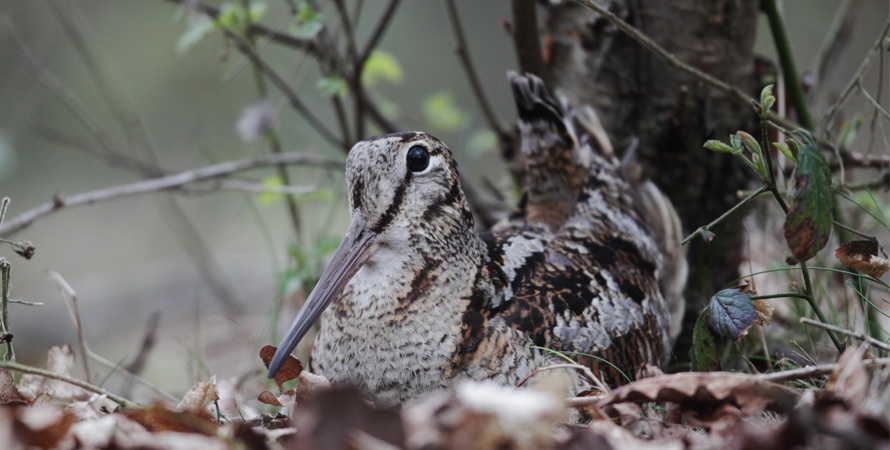 Woodcock-Hunting-Woods