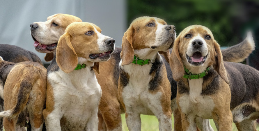 cane-da-caccia-beagle