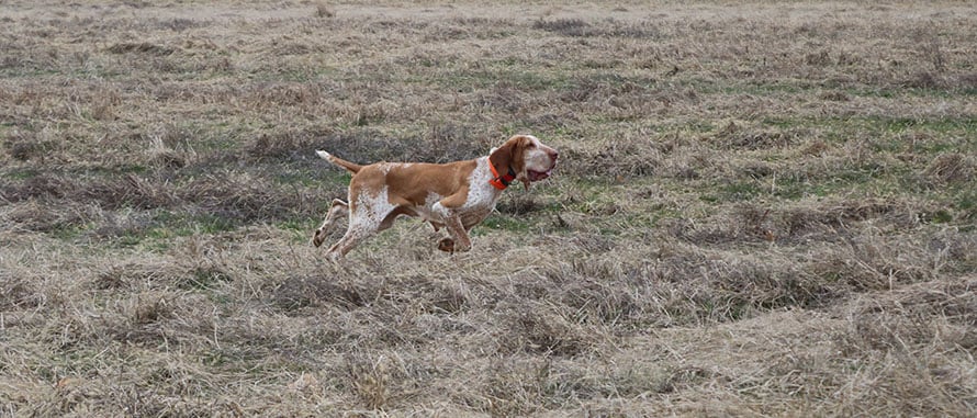 bracco-italiano-caccia-quaglie