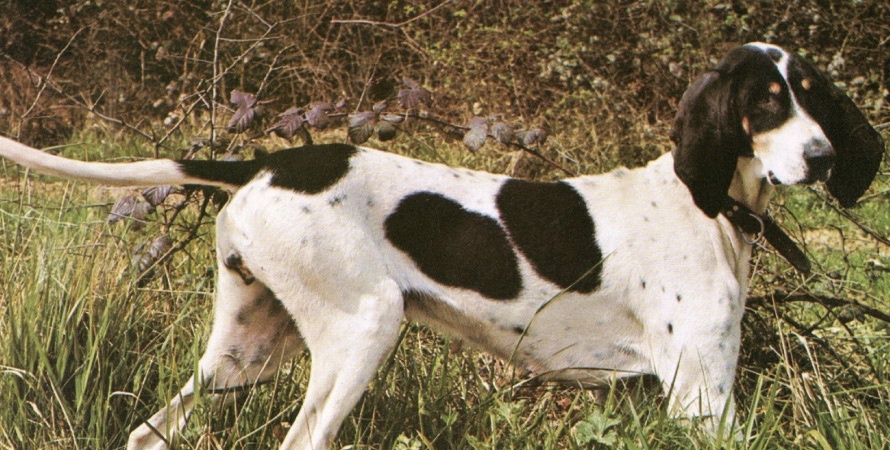 Ovvero Il Cane Da Caccia Querciacb