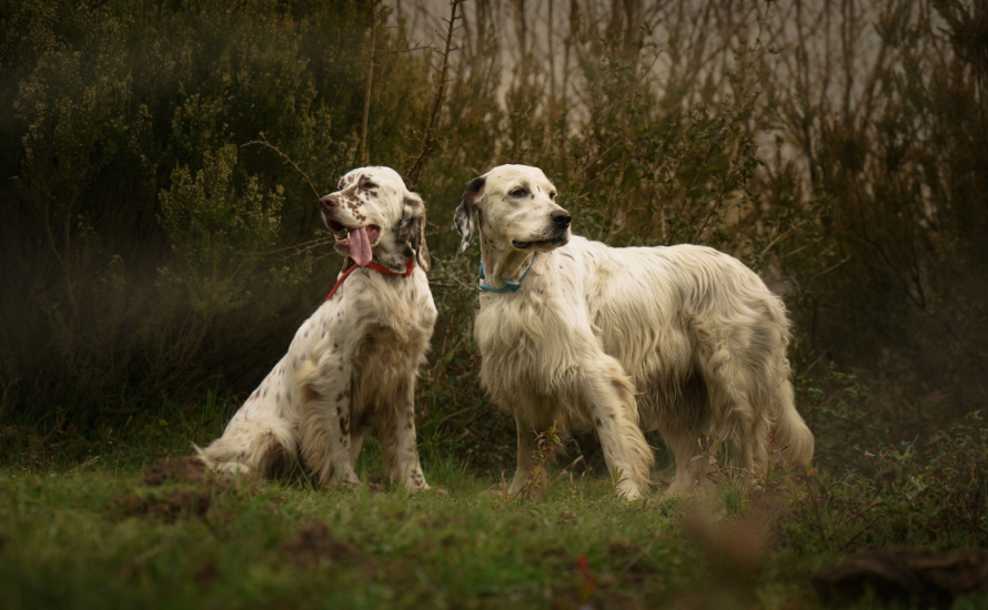 Scatole Da Lavoro Per Addestramento Cani - 6 Lattine Con Odore, Per Giochi Di Naso E Ricerca - Foto 3