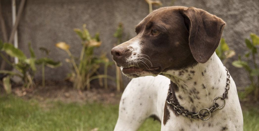 Ovvero Il Cane Da Caccia Querciacb