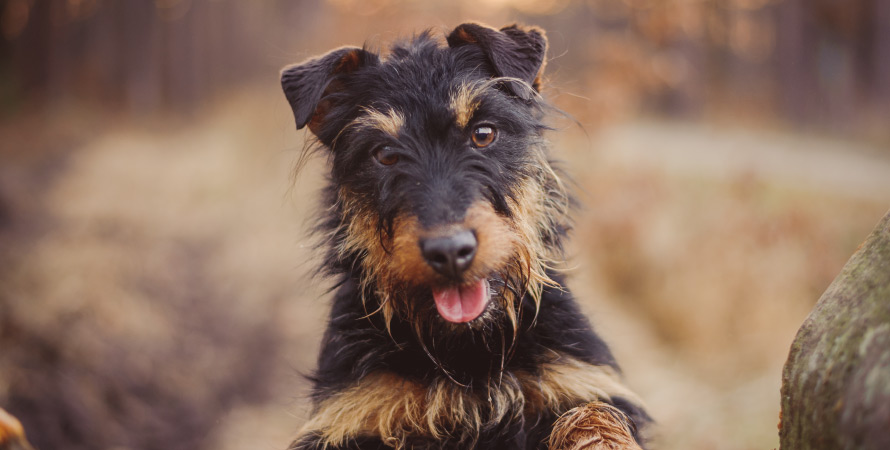 cane-da-tana-deutscher-jagd-terrier