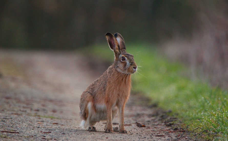 hare-hunting-mg2