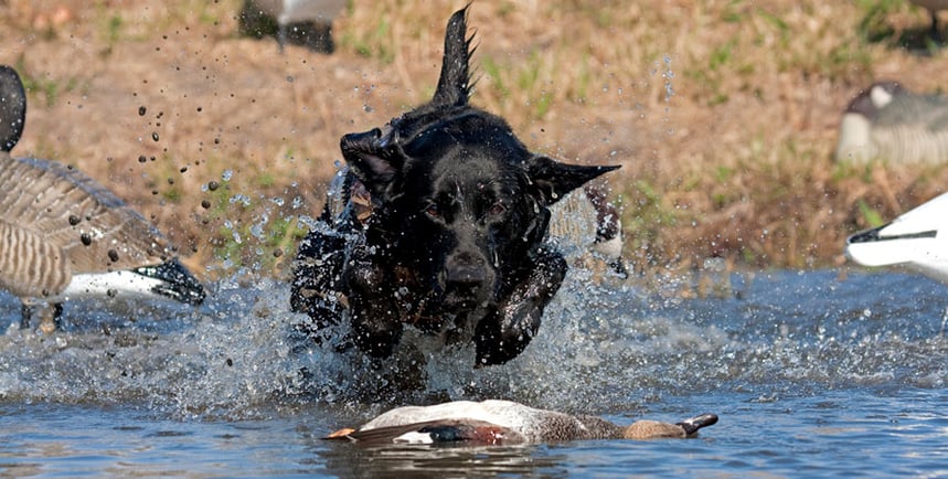 pattern-shotgun-duck-hunting.jpg