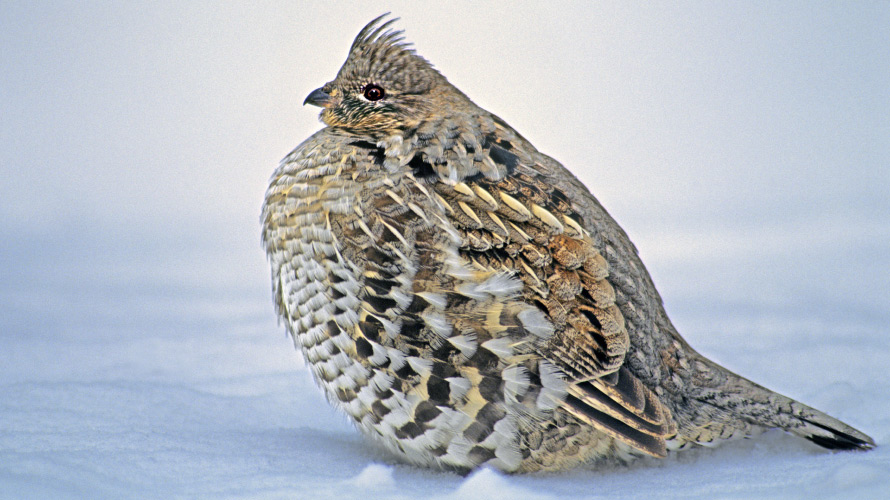 ruffed-grouse-4