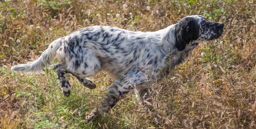 cane-da-caccia-setter-inglese