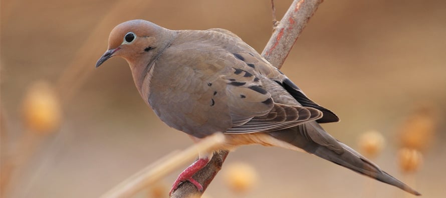 Kick-Off-Dove-Hunting-Season