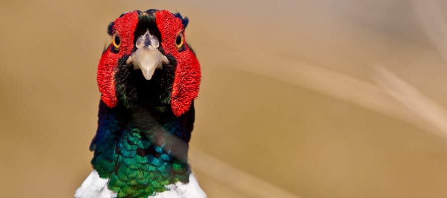 Ring-necked pheasants not native to U.S. but have thrived as a game bird