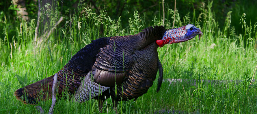 Turkey-Hunting-Guide