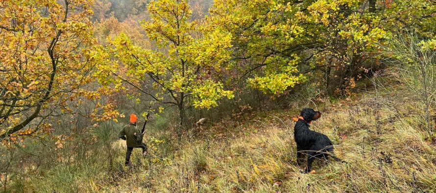 comparazione cartucce da beccaccia