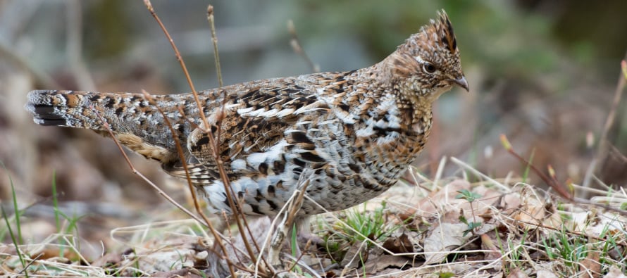 Birds back in big game for first time in five years